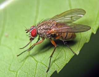 Цього року в українських господарствах можливий розвиток капустяної мухи